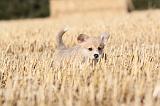 CORGI PEMBROKE 073